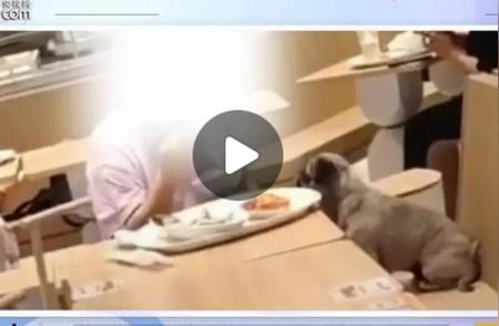 女子餐厅与狗共用筷子引发争议，公众对此有何看法？