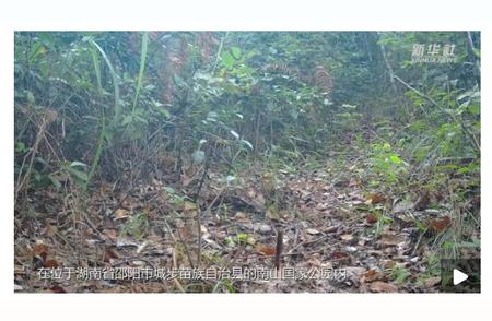 南山国家公园豹猫活跃踪迹揭秘