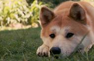 秋田犬不同年龄段饲养指南「科瑞卡科普」
