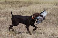 猎手的最爱：波音达猎犬的猎捕与训练