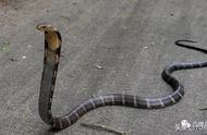 揭秘六大王蛇：哪种毒蛇最让蛇恐惧？