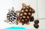 警惕非法乌龟买卖：保护生态，从我做起