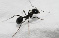 探索异宠世界：从蚂蚁到独特宠物的奇妙旅程
