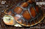 黄缘闭壳龟：神秘的佛系龟趣闻
