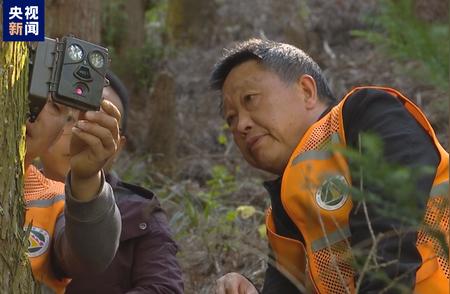 豹猫惊喜现身武陵山，保护行动见证珍稀物种繁衍