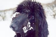 阿富汗猎犬：风靡全球的魅力与皇室的宠爱