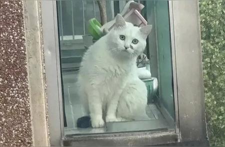 江苏苏州的阳台奇遇：女子与邻居宠物猫的邂逅
