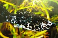 黑白花玛丽鱼：新手养殖者的首选热带鱼