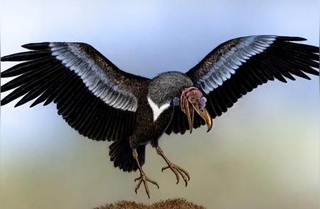 揭秘600万年前的阿根廷巨鹰：翼展超7米，几乎没有天敌