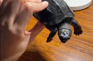 揭秘乌龟的寿命之谜：你能想象它们能活多久吗？