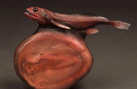 揭秘自然界最恐怖的吞食者——黑叉齿鱼