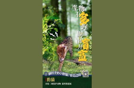 揭秘湖南豹猫盲盒：探寻生物野趣的新热潮