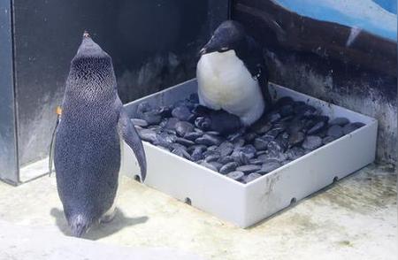 上海海昌海洋公园企鹅繁殖季，可爱阿德利企鹅破壳而出
