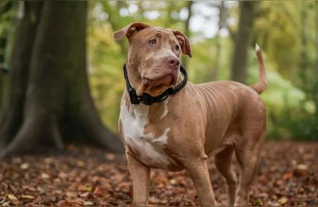 英国面临大型恶霸犬伤人危机，拟颁布禁养法令