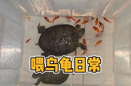 揭秘：20年红耳龟为何体型小巧？