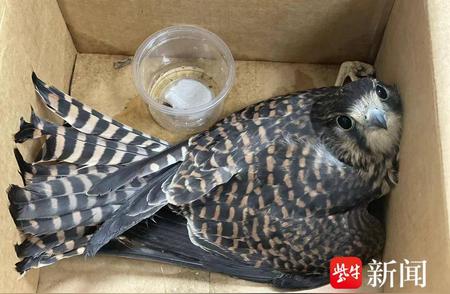 南京江北新区民警连救两只受伤动物，保护行动值得称赞！