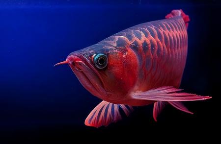 神秘天价观赏鱼：价值超过百万的珍稀品种