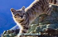 安第斯山虎猫：世界濒危物种的珍贵宝藏