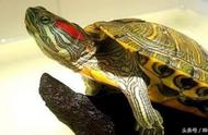 探索乌龟世界：鱼缸中的多样生命