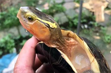 南方名龟探秘：哪些半水龟能平替黄缘龟？