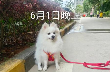 博美犬的魅力和特点