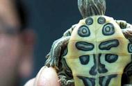 轻松掌握！6招帮你判断巴西龟的年龄