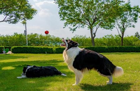 边牧犬的品相标准：如何辨别最好的边牧犬？