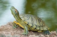 揭秘世界上寿命最长的乌龟：令人惊叹的35岁记录