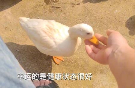 柯尔鸭与白天鹅：两种截然不同的美
