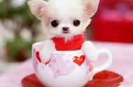 揭秘茶杯犬：小巧玲珑的宠物犬种