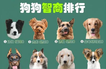 狗狗品种排名大解密：你知道最受欢迎的狗狗是谁吗？