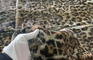 上海首次截获濒危长尾虎猫皮毛，保护野生动物刻不容缓