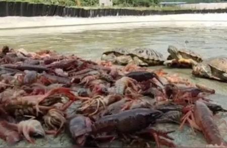 南方名龟的豪华口粮：300斤小龙虾的喂养传奇