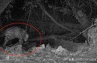 美洲豹首次猎捕虎猫，揭秘背后的原因