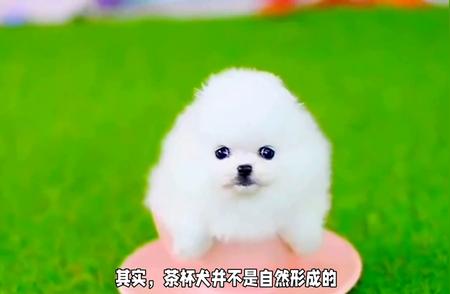 茶杯犬：小巧玲珑的犬种探秘