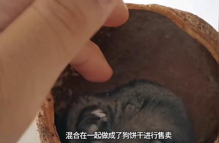 了解膨化宠物粮：为何它让宠物粮食成本更低？