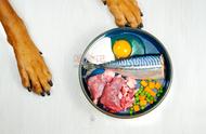 宠物饮食革命：自制食品是否真的更好？