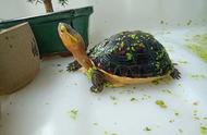黄缘龟的魅力：国龟典范的吸引力