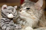 揭秘！猫的真实味道是什么？网友实测告诉你答案！