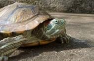 巴西龟（红耳龟）新手养殖指南