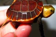 精彩纷呈：黄缘龟图集，感受龟中之美