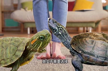 养龟新手指南：中华草龟与巴西红耳龟哪个更适合？