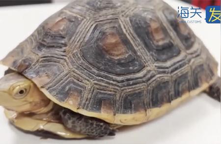 黄缘闭壳龟的独特生活：从饭盒看生态