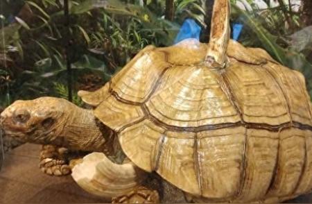 惊世骇俗的生物照片：陆龟与河马断齿共存的生命奇迹