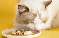 精选宠物零食TOP推荐：猫咪的味蕾享受不容错过！