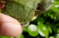 巴西龟：新手养龟的不二之选