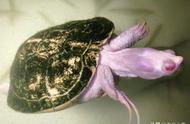 乌龟浮水的常见原因解析