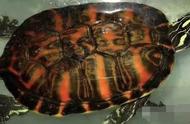 珍世之宝：火焰龟杂花龟‘火花’的独特魅力