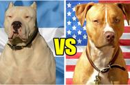 比特犬对决杜高犬：犬界两大强者谁更胜一筹？