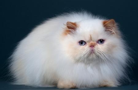 波斯猫：软萌可爱的猫中贵族